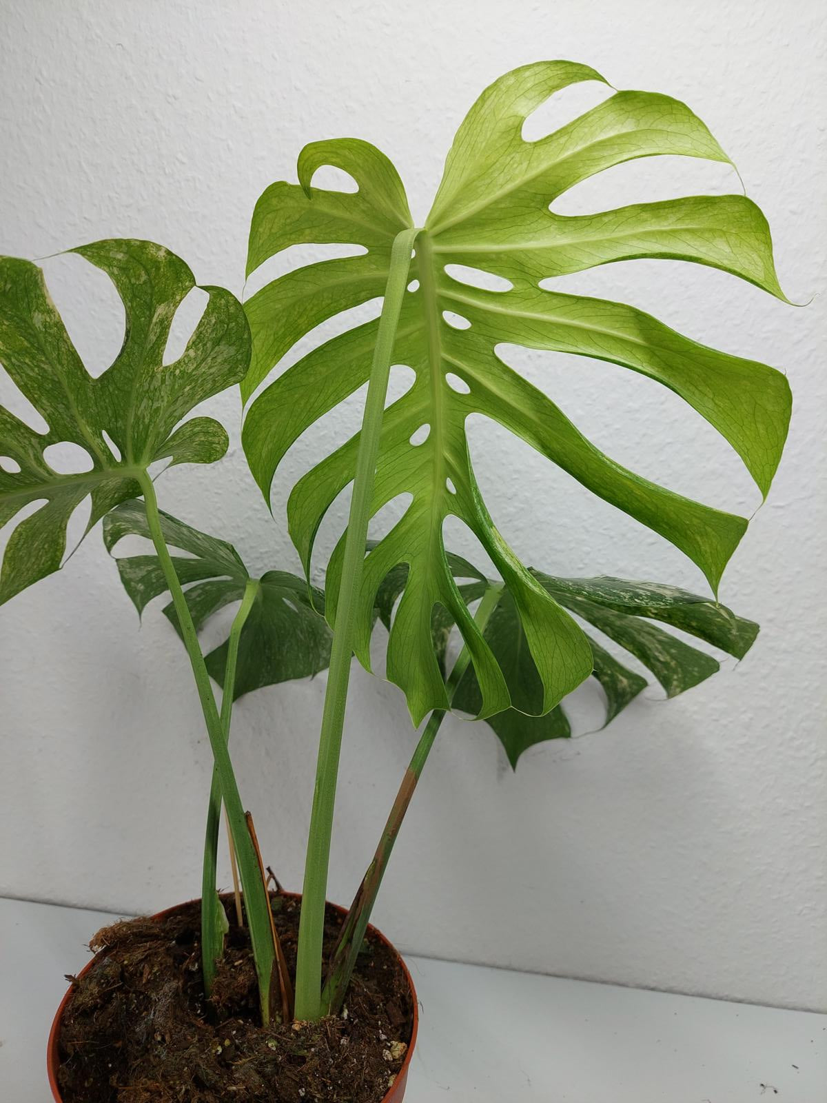 Monstera Mint Adult
