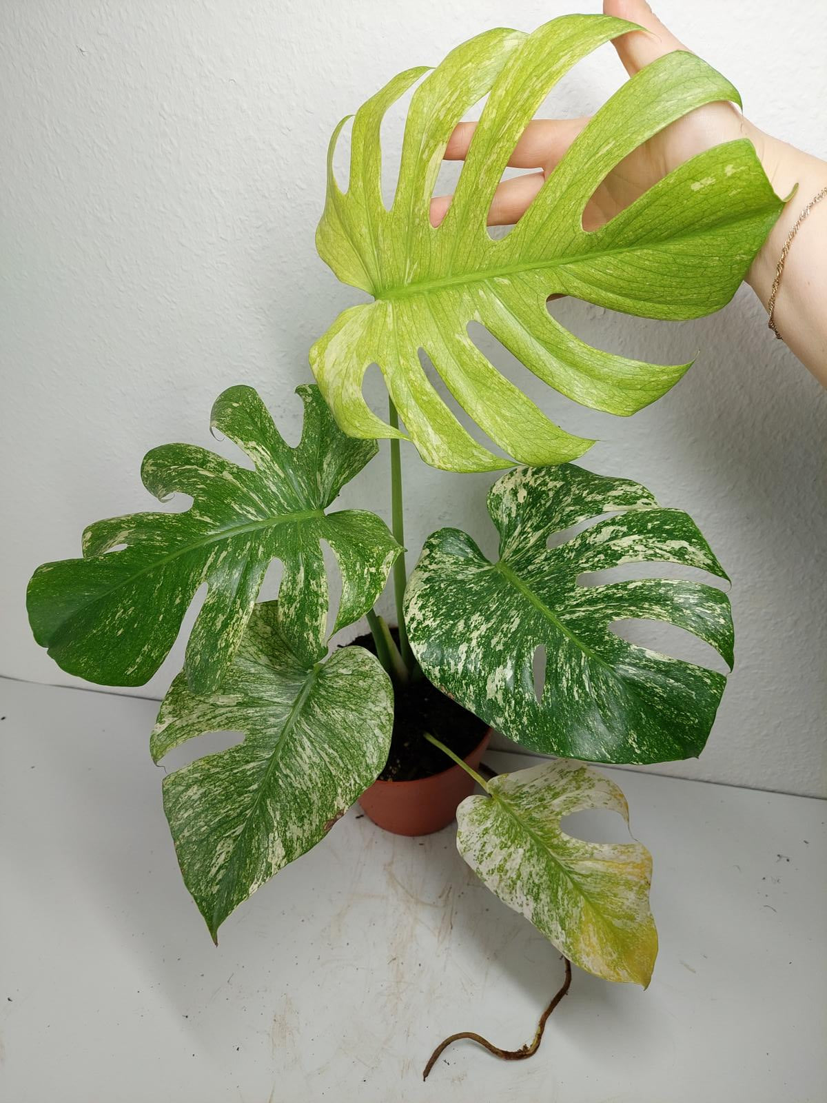 Monstera Mint Adult