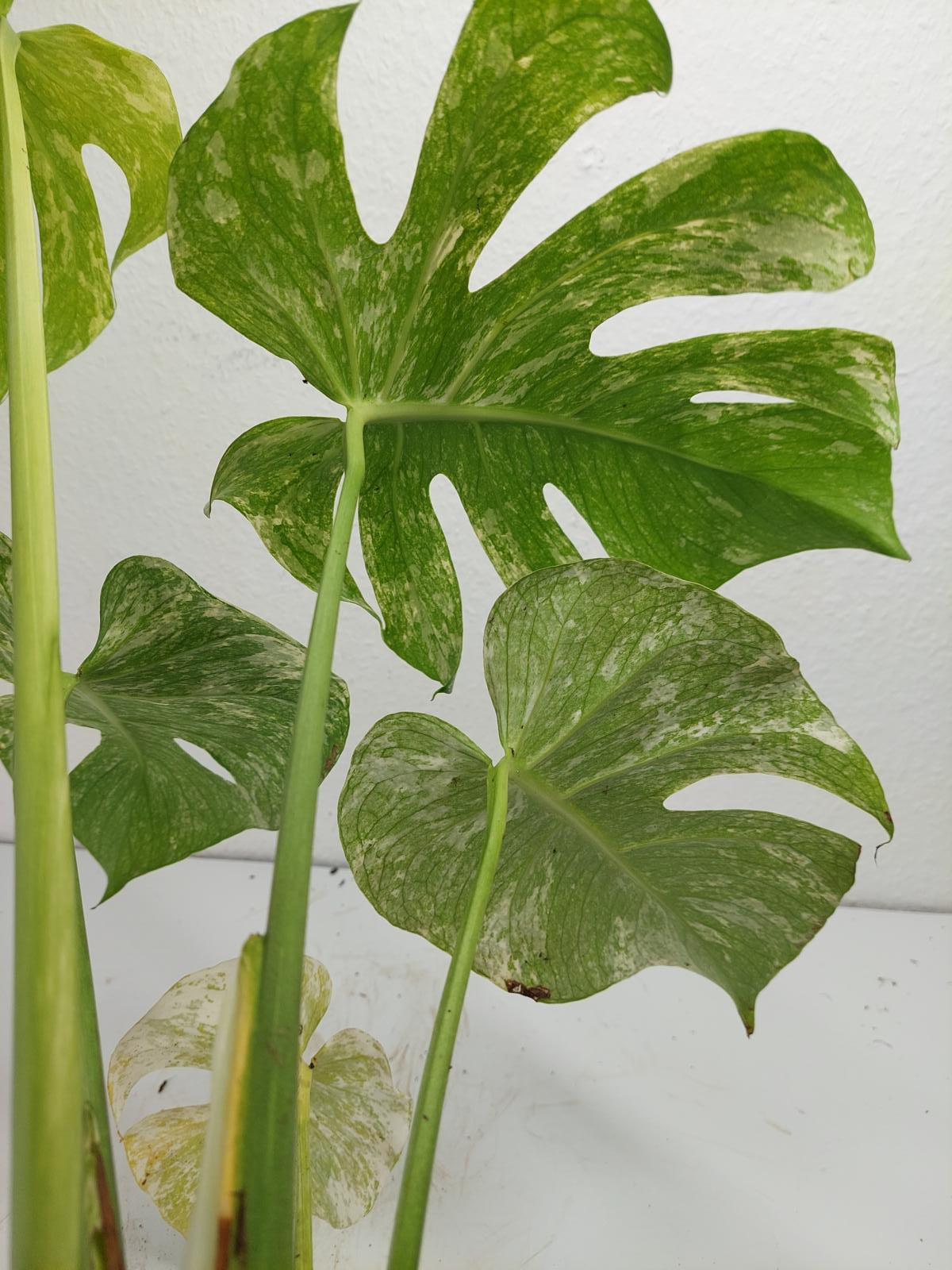 Monstera Mint Adult