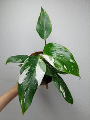 Philodendron White Princess