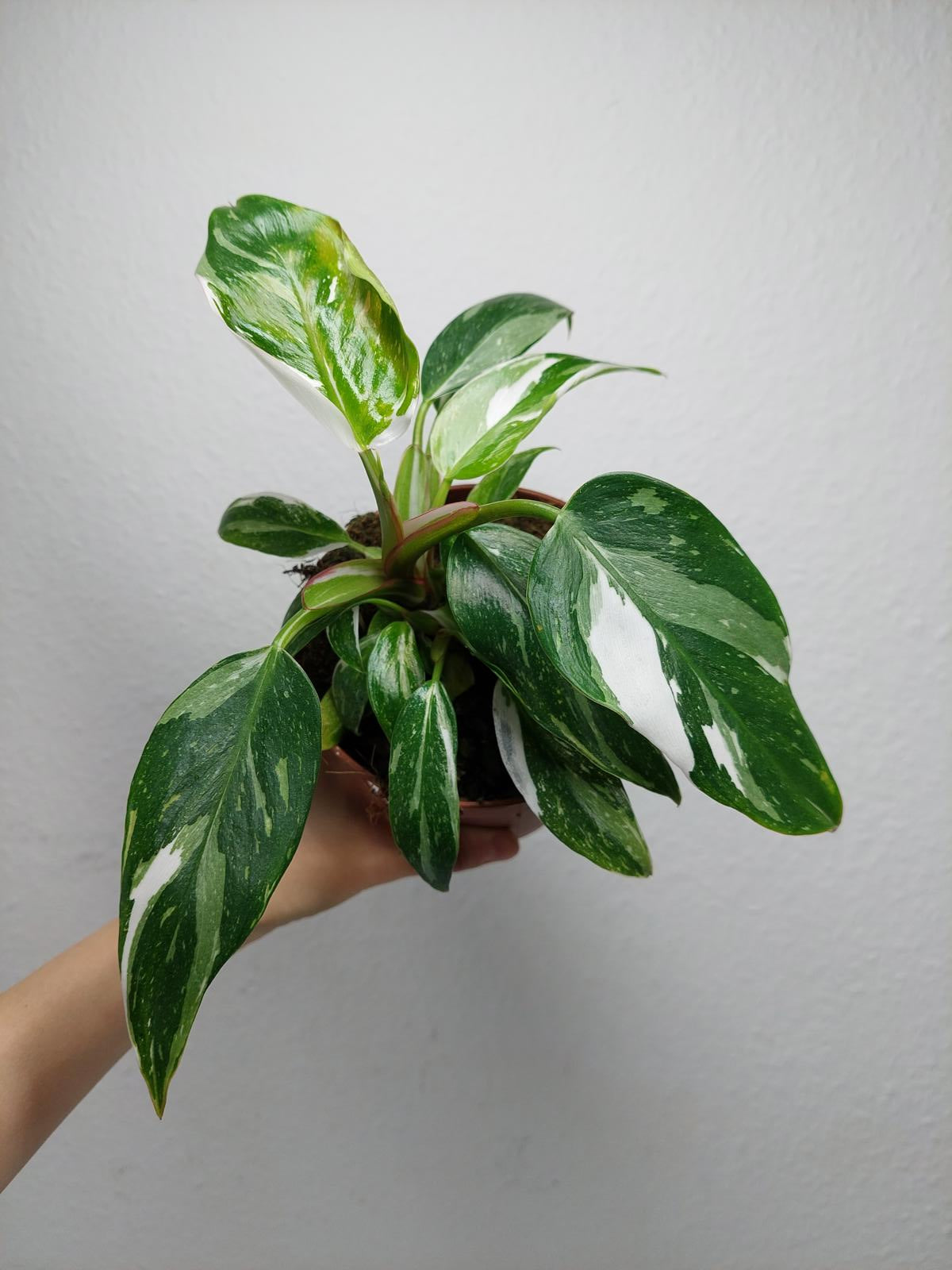 Philodendron White Princess