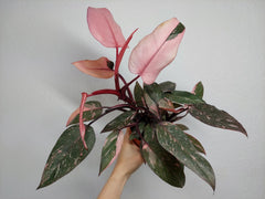 Philodendron Pink Princess Marble