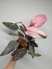 Philodendron Pink Princess Marble