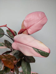 Philodendron Pink Princess Marble