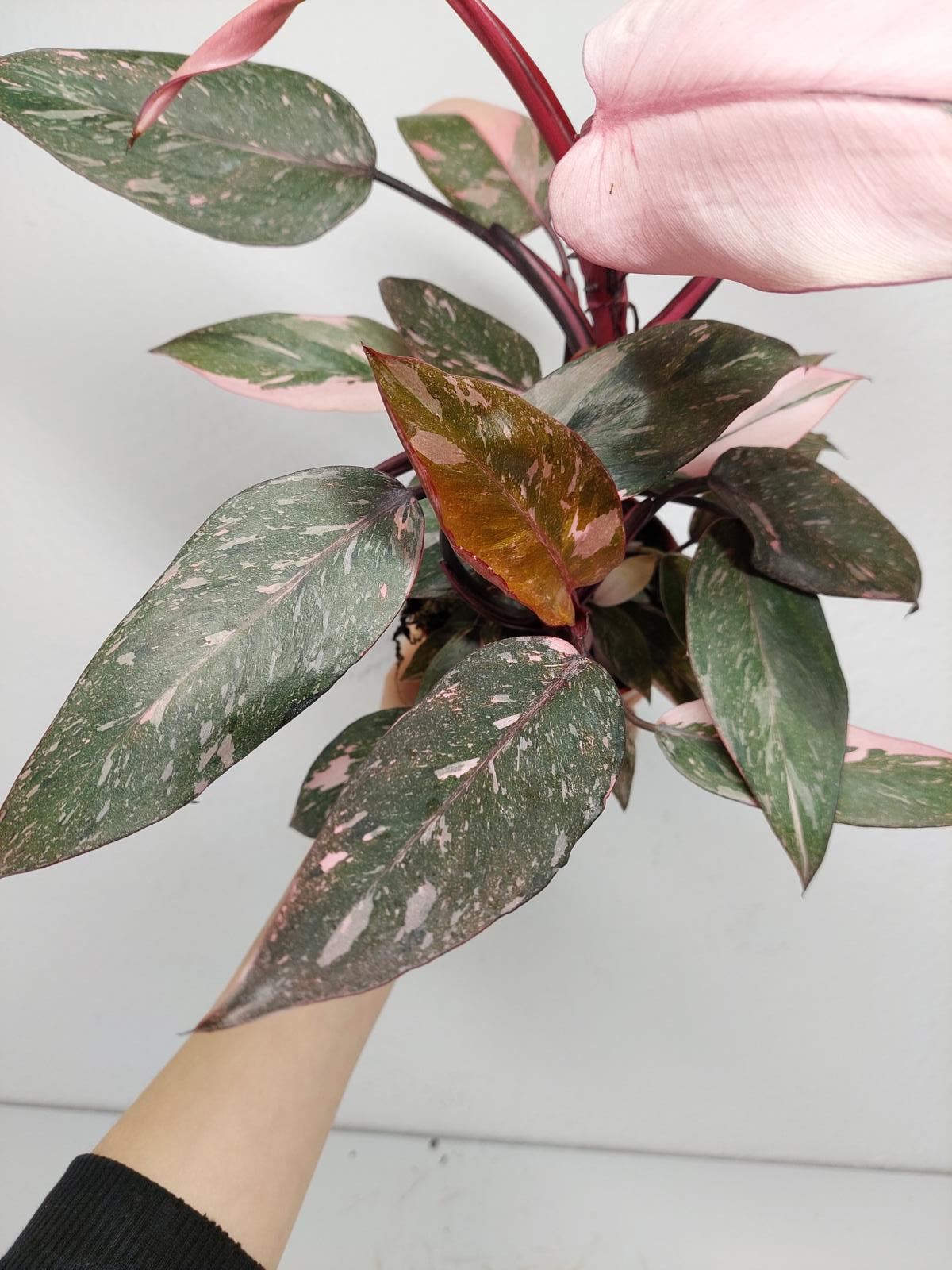 Philodendron Pink Princess Marble