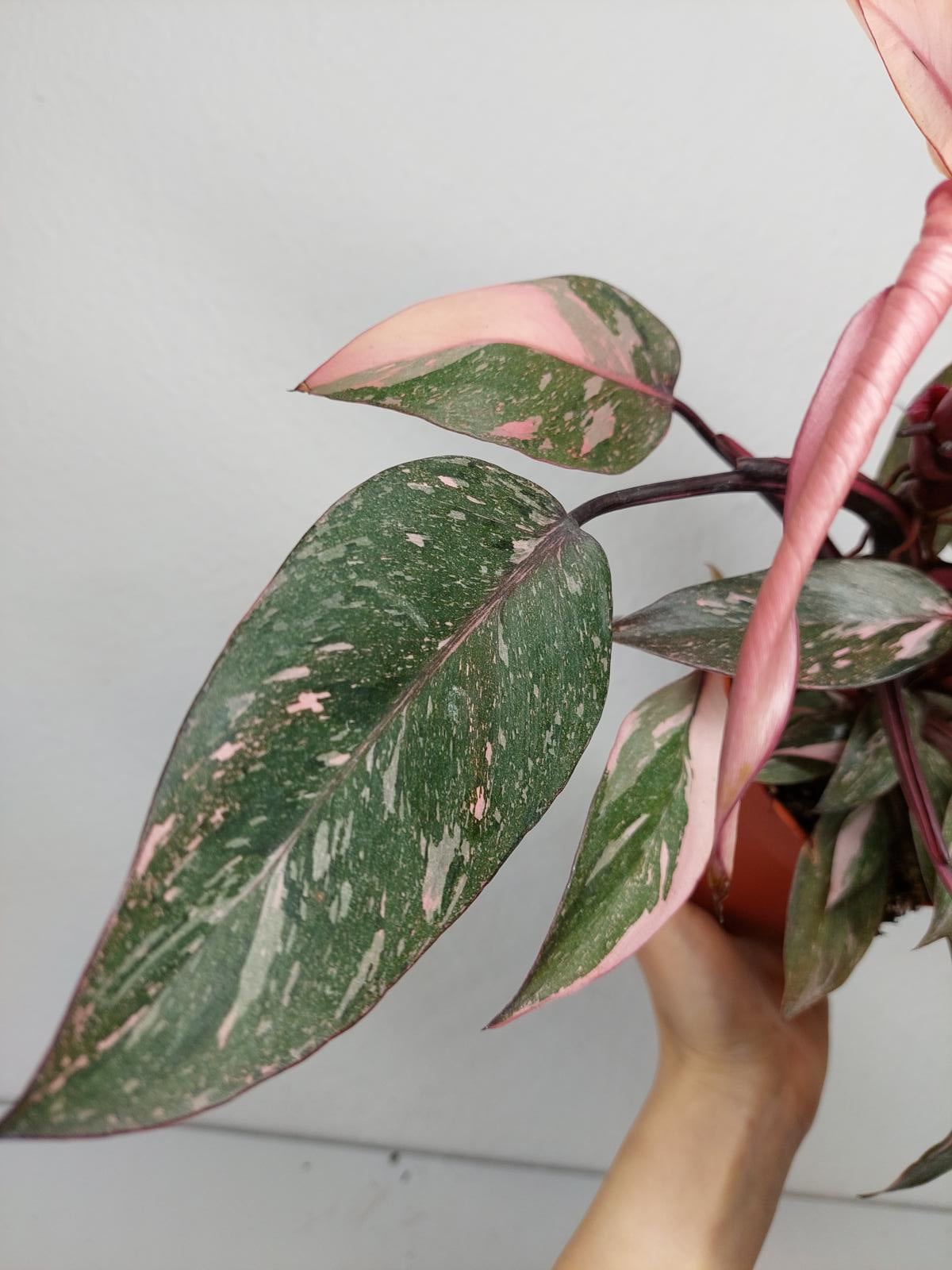 Philodendron Pink Princess Marble