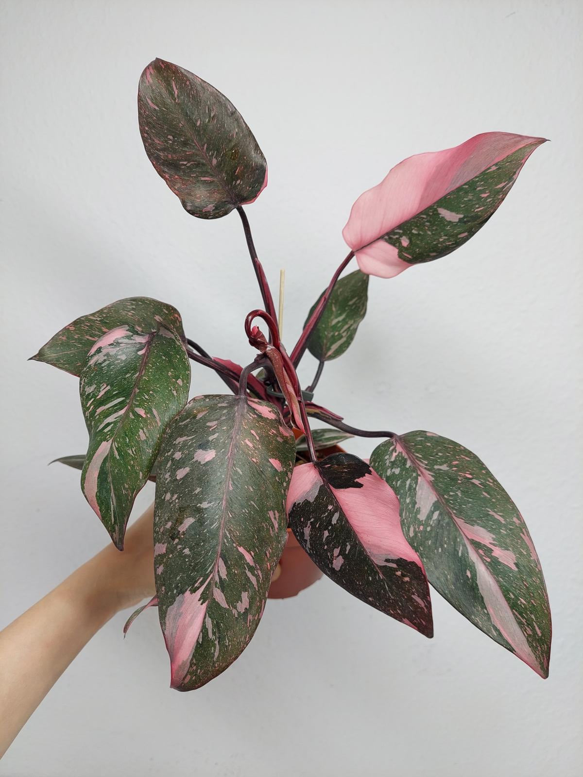 Philodendron Pink Princess Marble