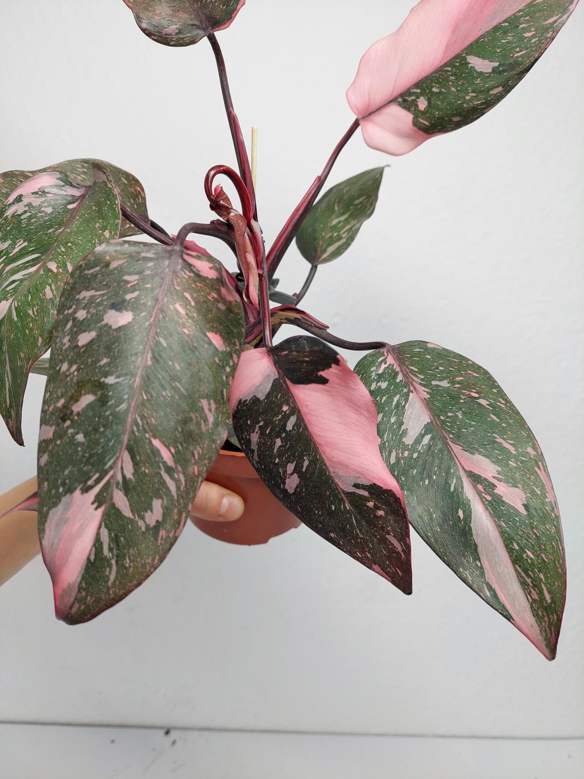 Philodendron Pink Princess Marble
