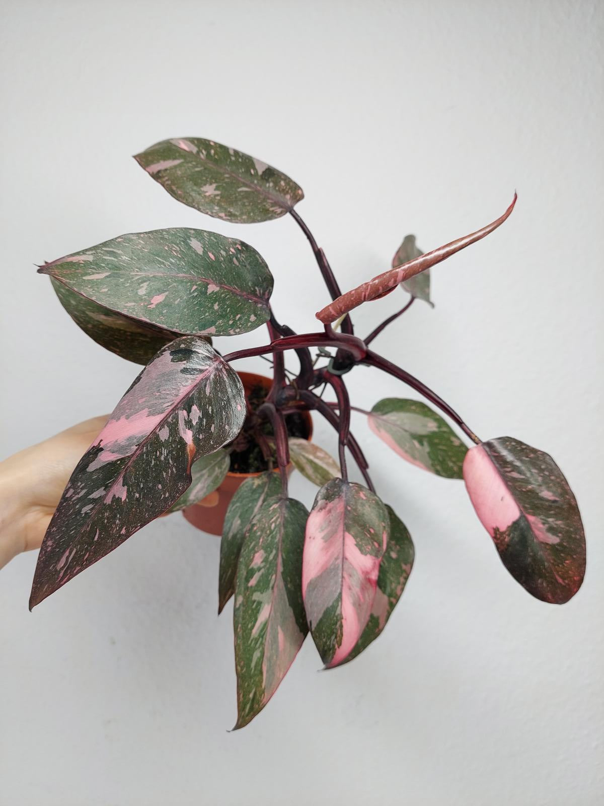 Philodendron Pink Princess Marble
