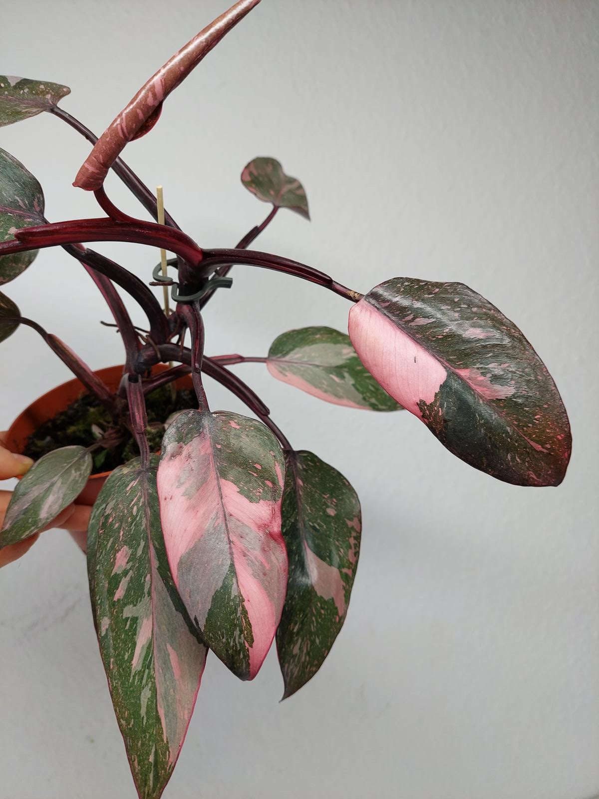 Philodendron Pink Princess Marble
