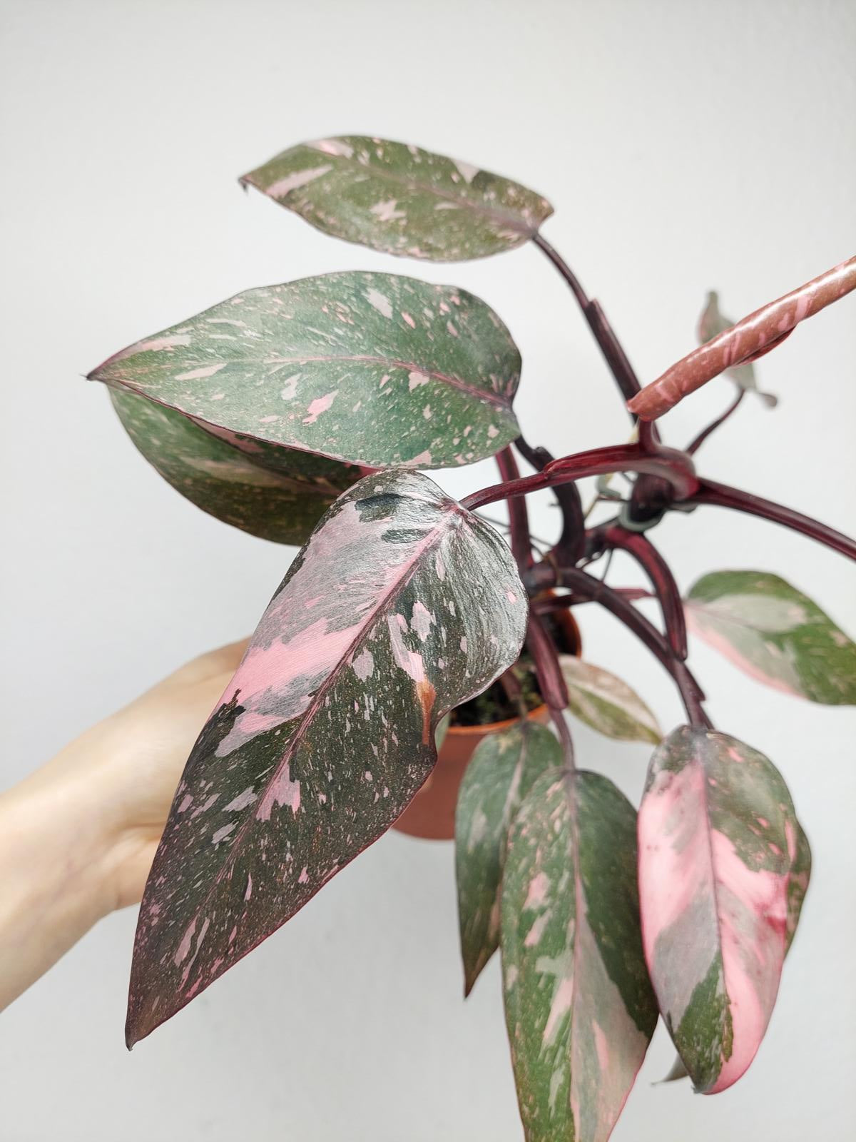 Philodendron Pink Princess Marble