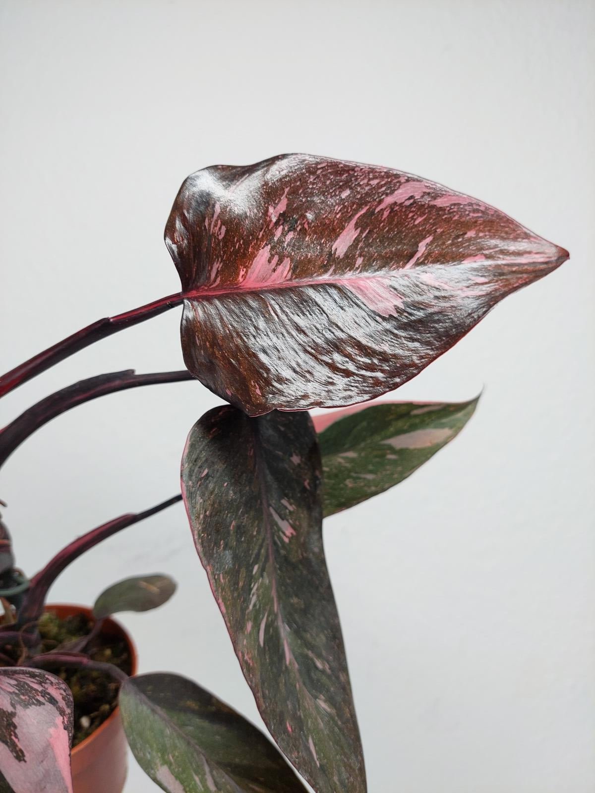 Philodendron Pink Princess Marble