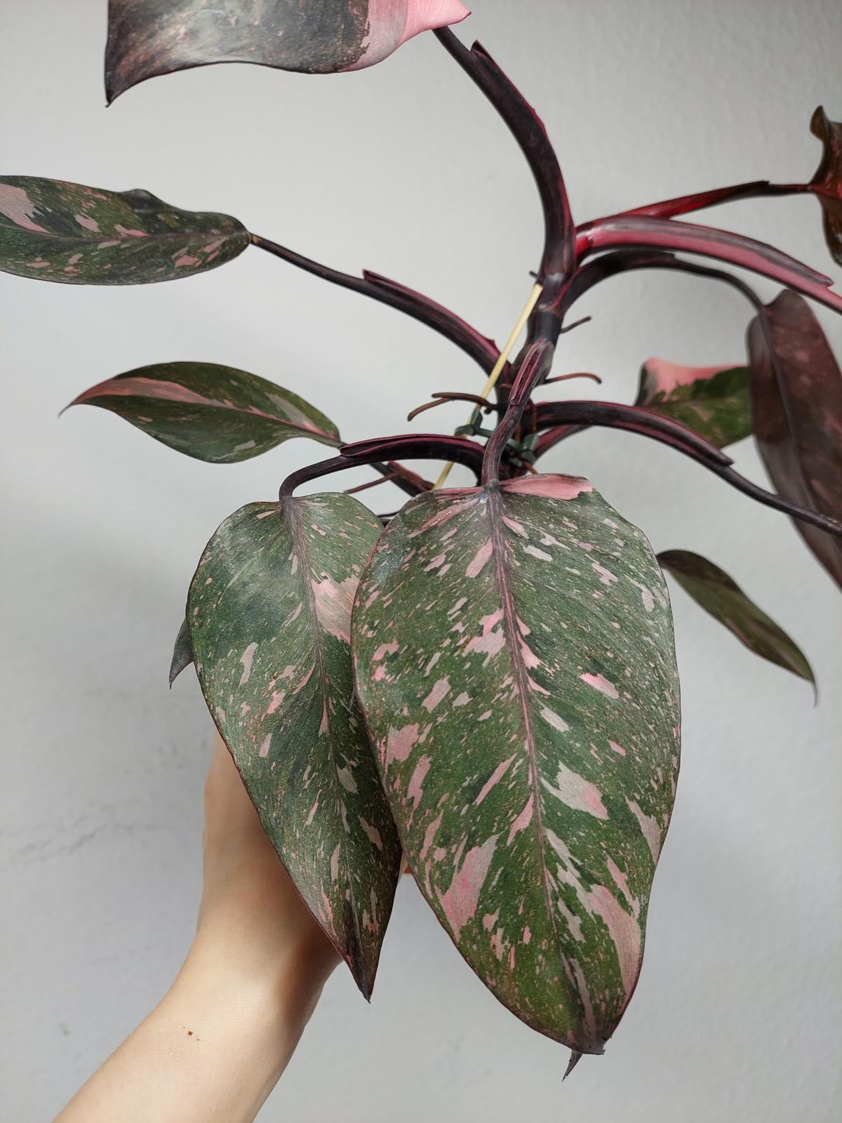 Philodendron Pink Princess Marble