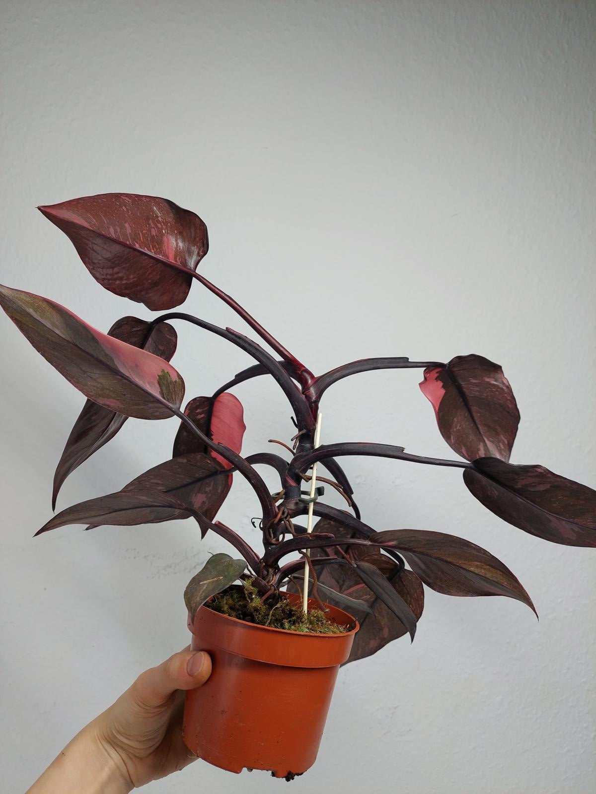 Philodendron Pink Princess Marble