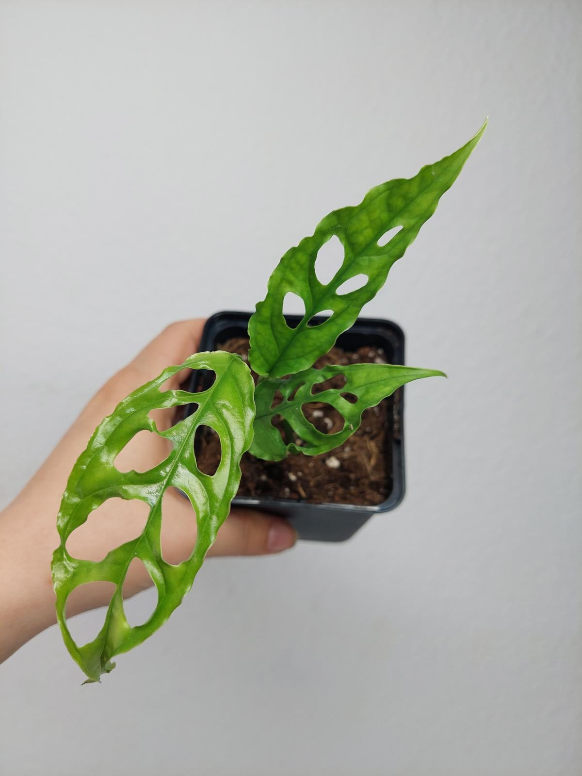 Monstera Obliqua Peru
