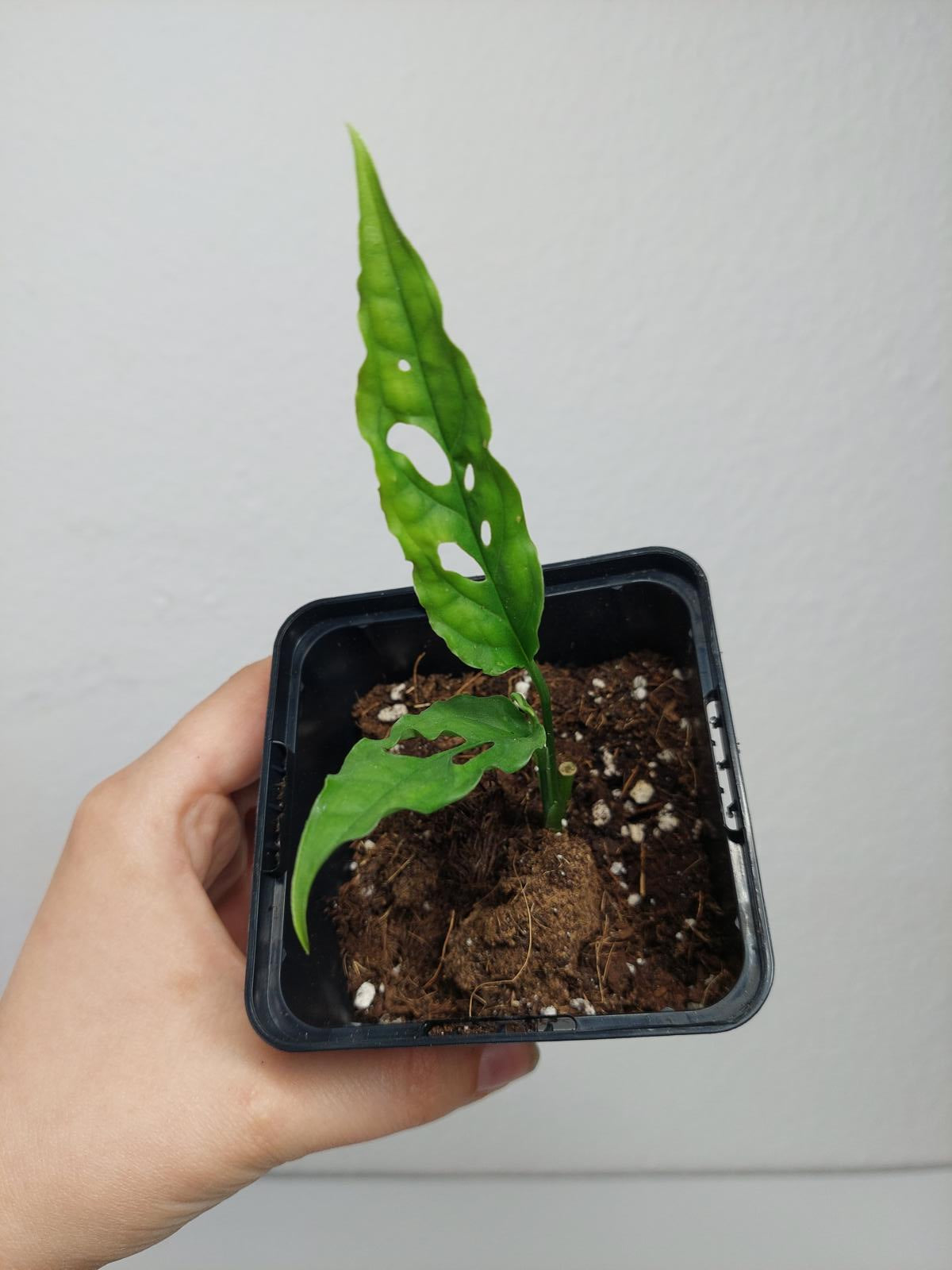 Monstera Obliqua Peru