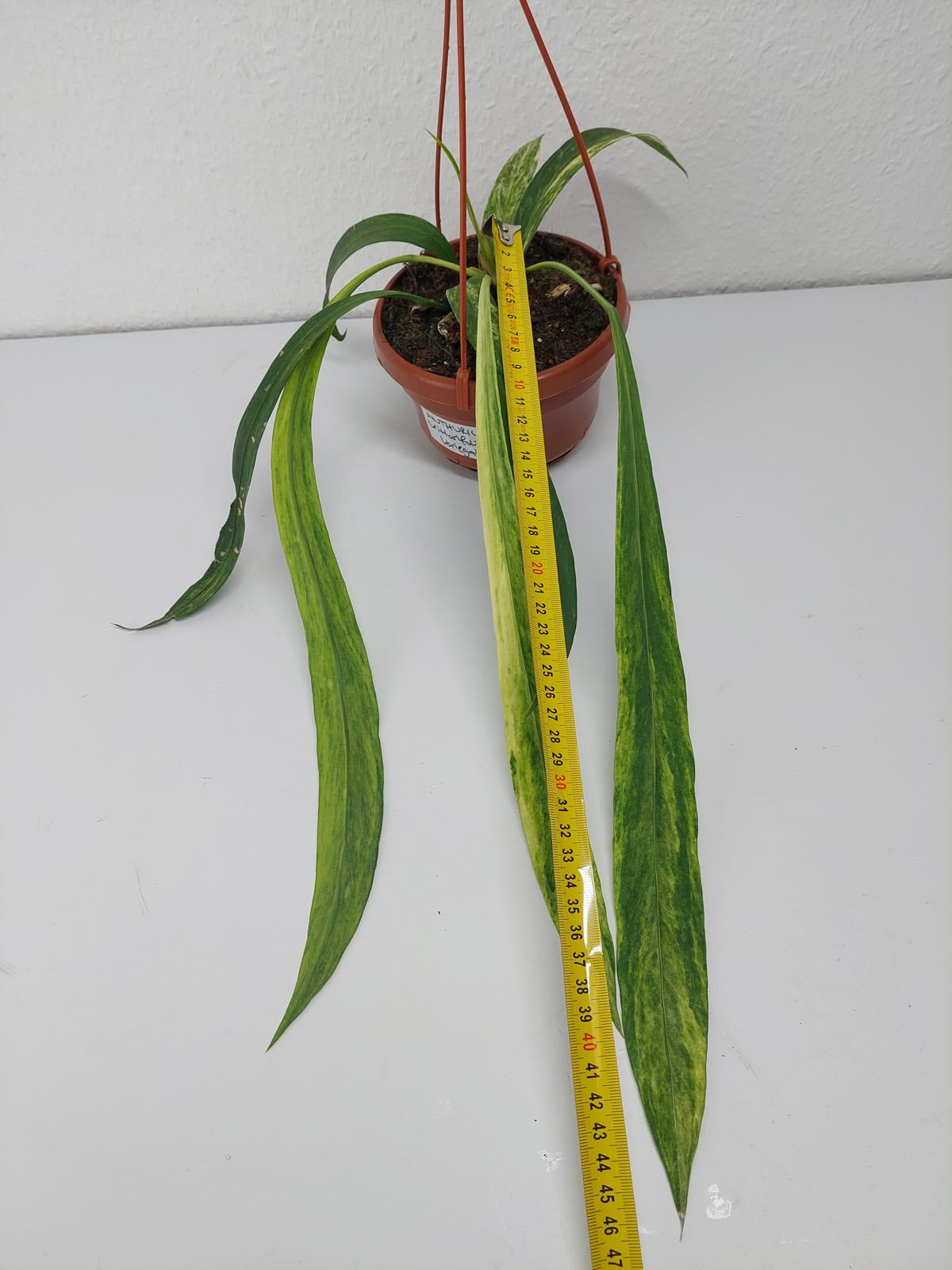 Anthurium Vittarifolium Variegata