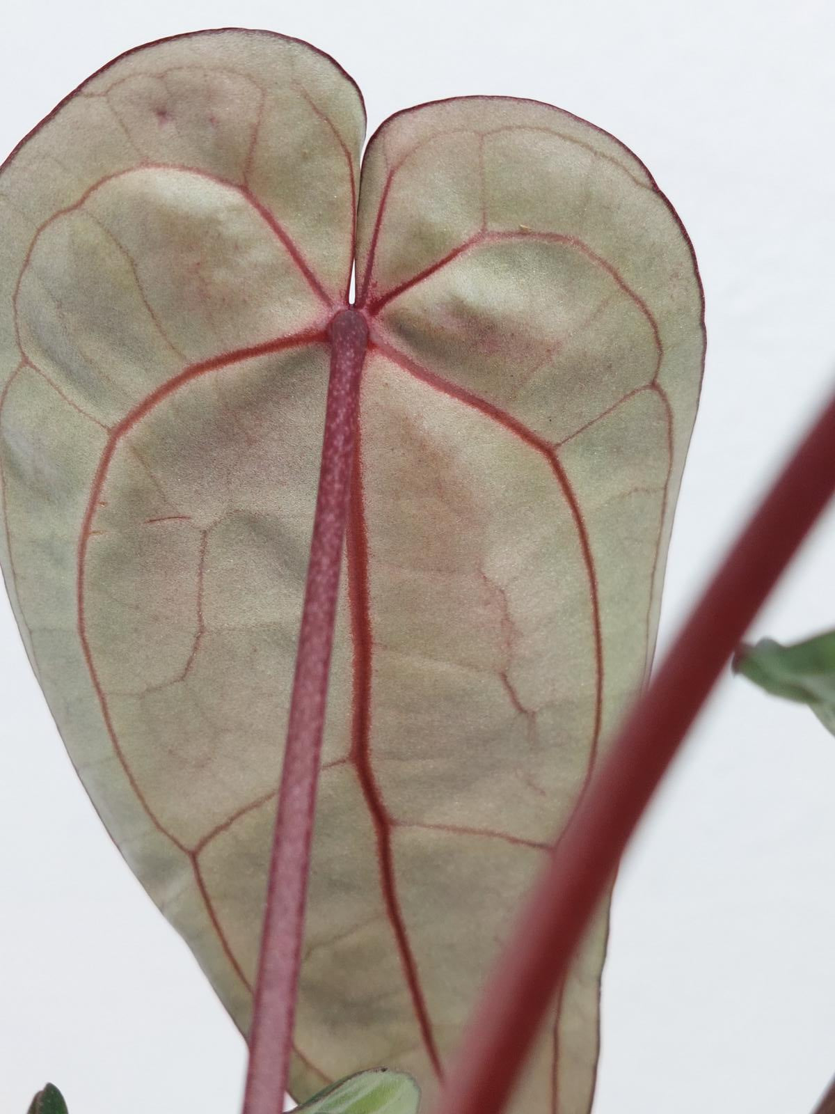 Anthurium Red Crystallinum NSE