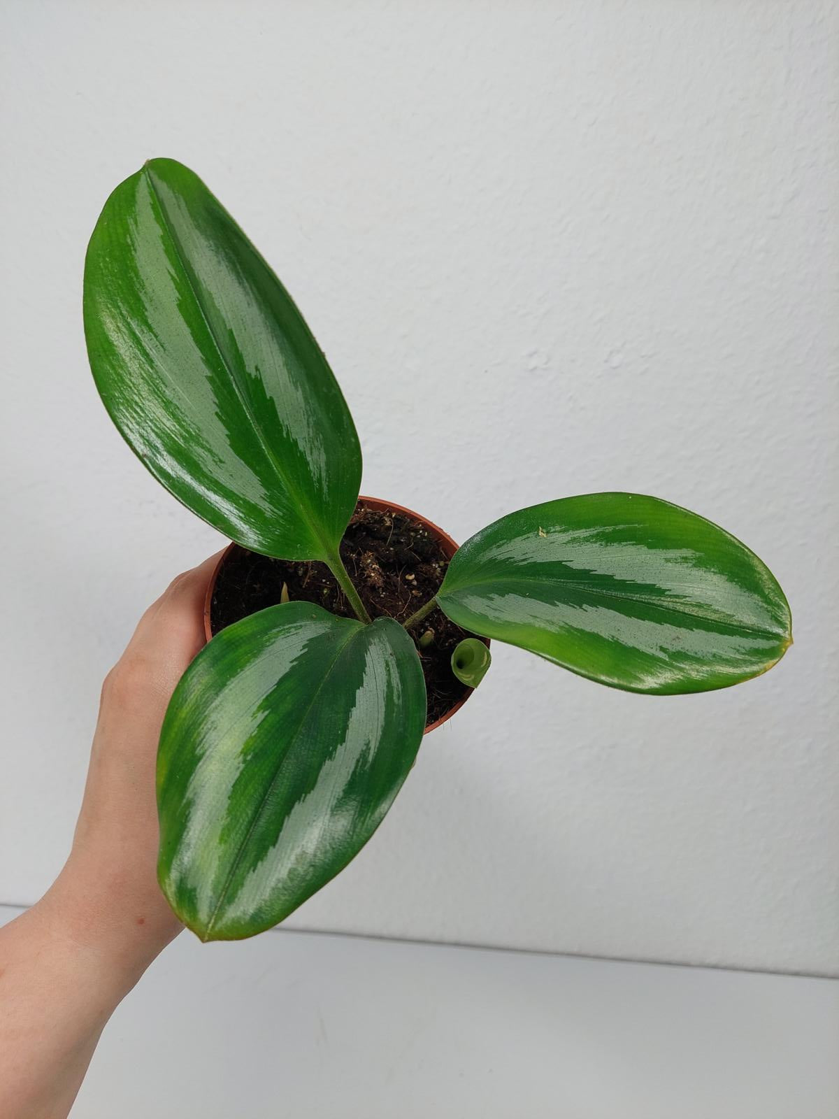 Scaphochlamys Scintillans Ooi