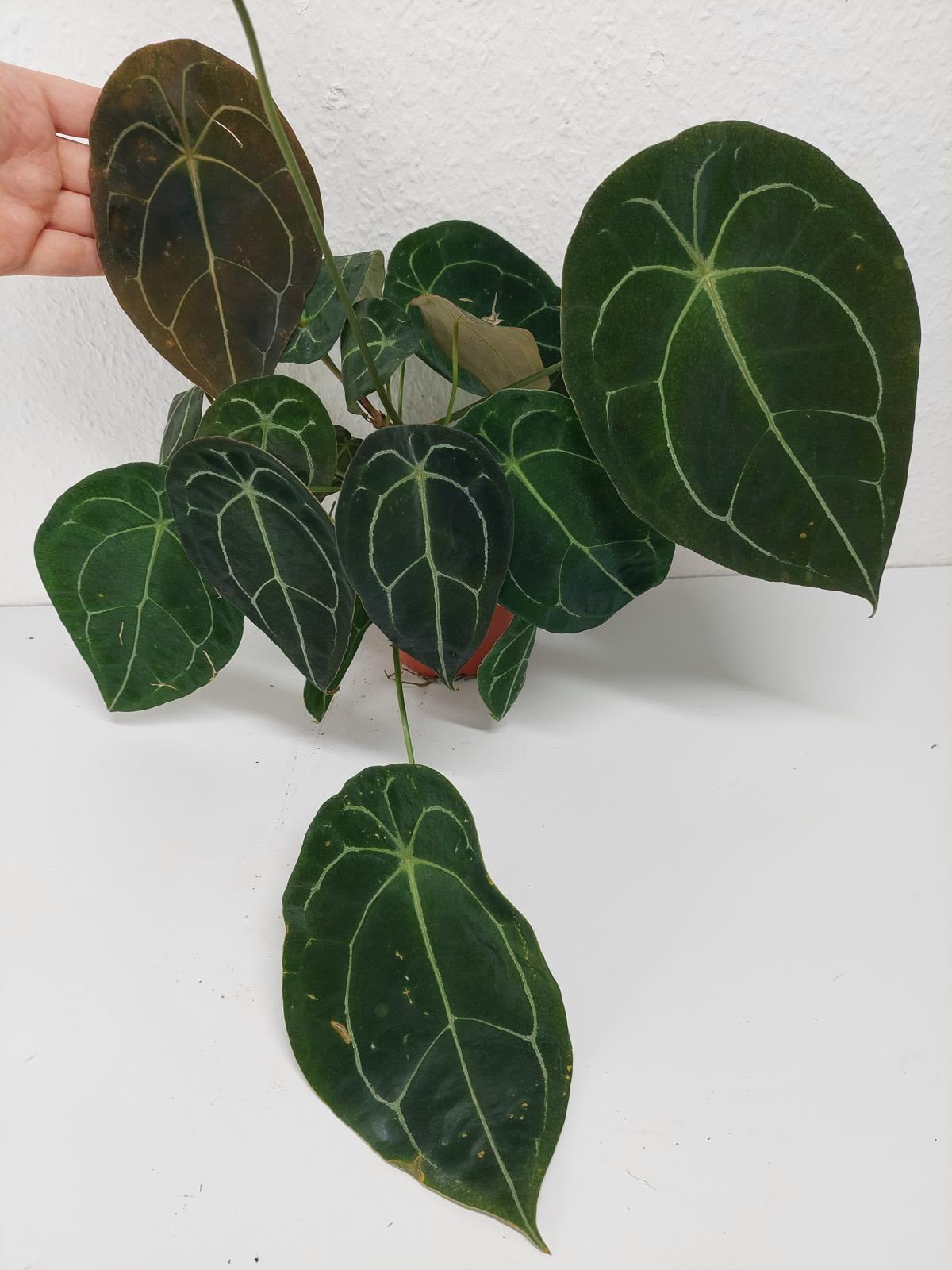 Anthurium Forgetii Silver