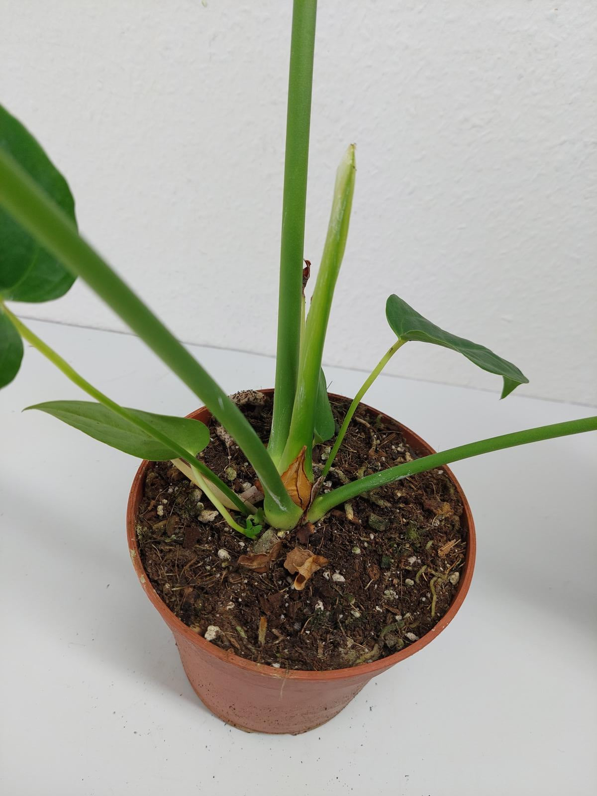 Anthurium Veitchii Narrow Form