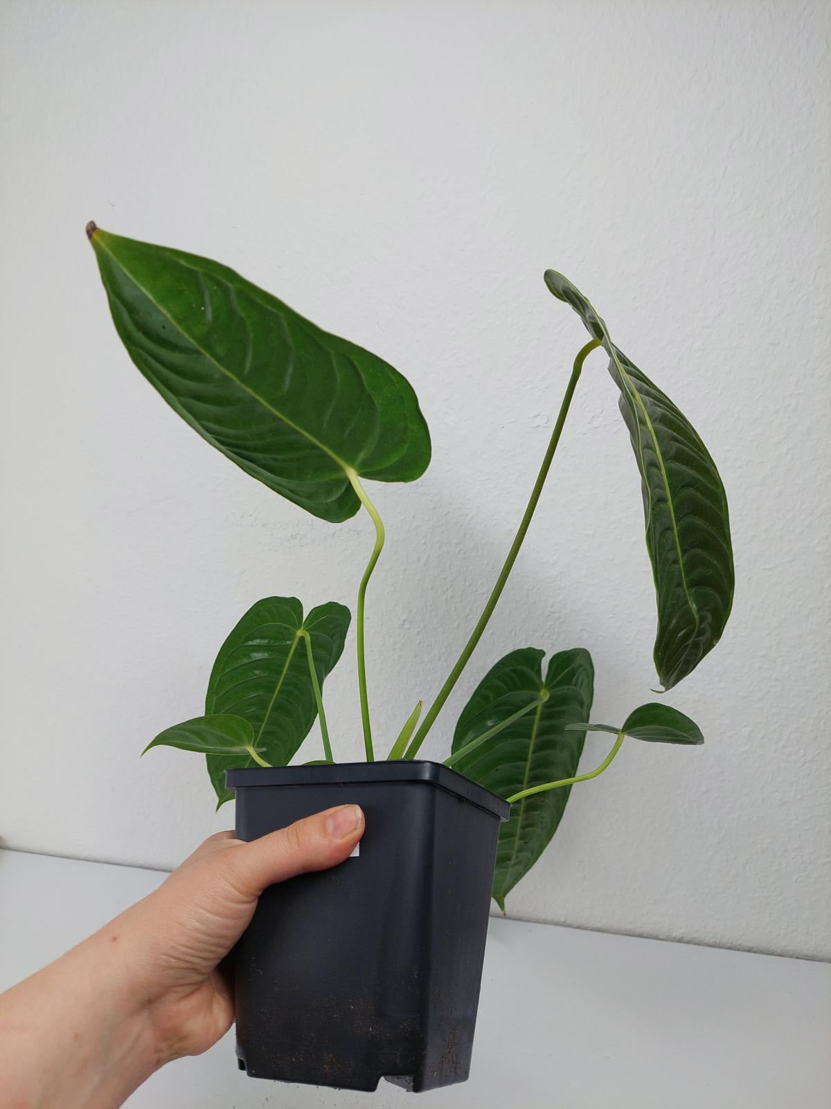 Anthurium Veitchii Narrow Form
