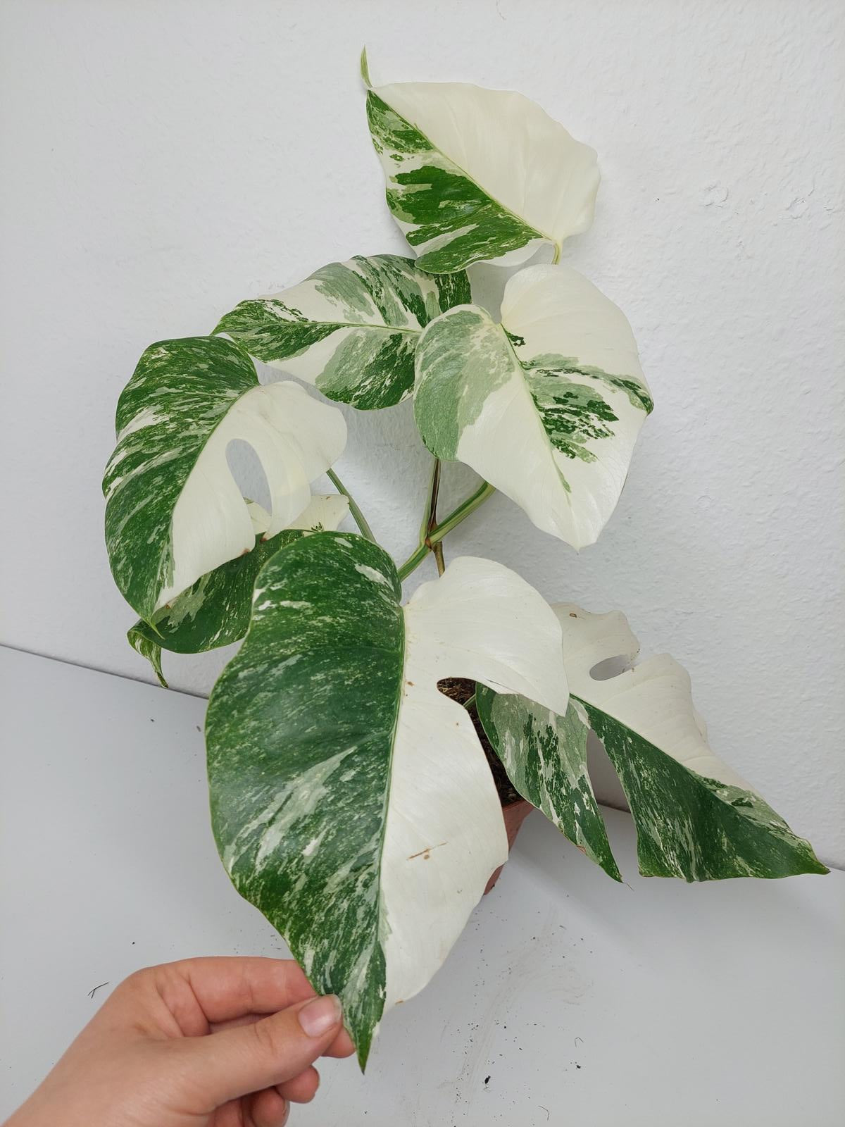 Monstera Variegata (zum aussuchen)