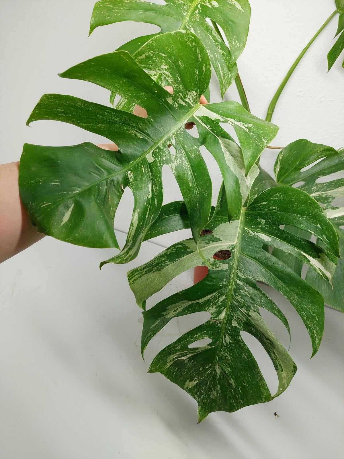 Monstera Variegata (zum aussuchen)