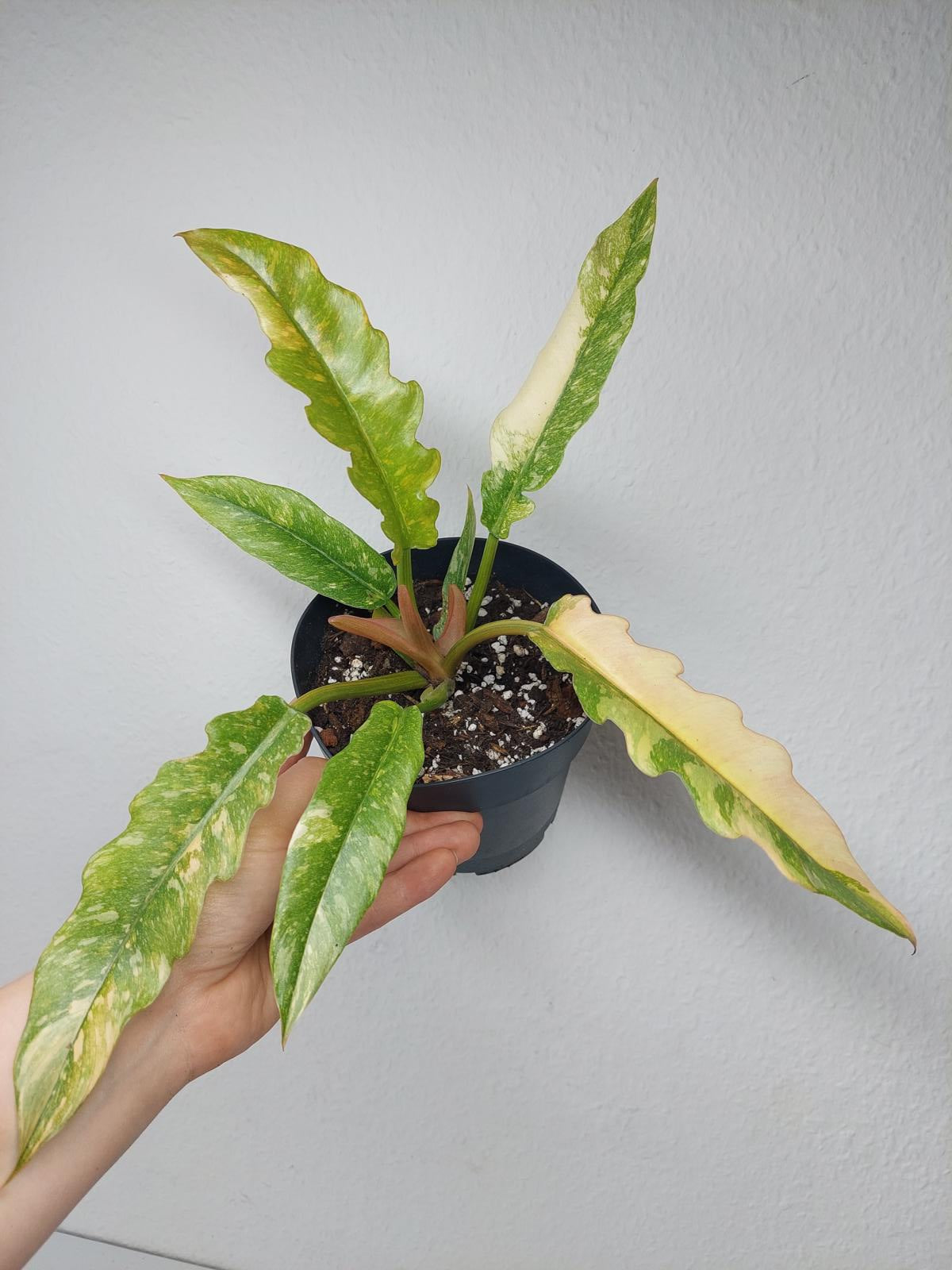 Philodendron Ring of Fire