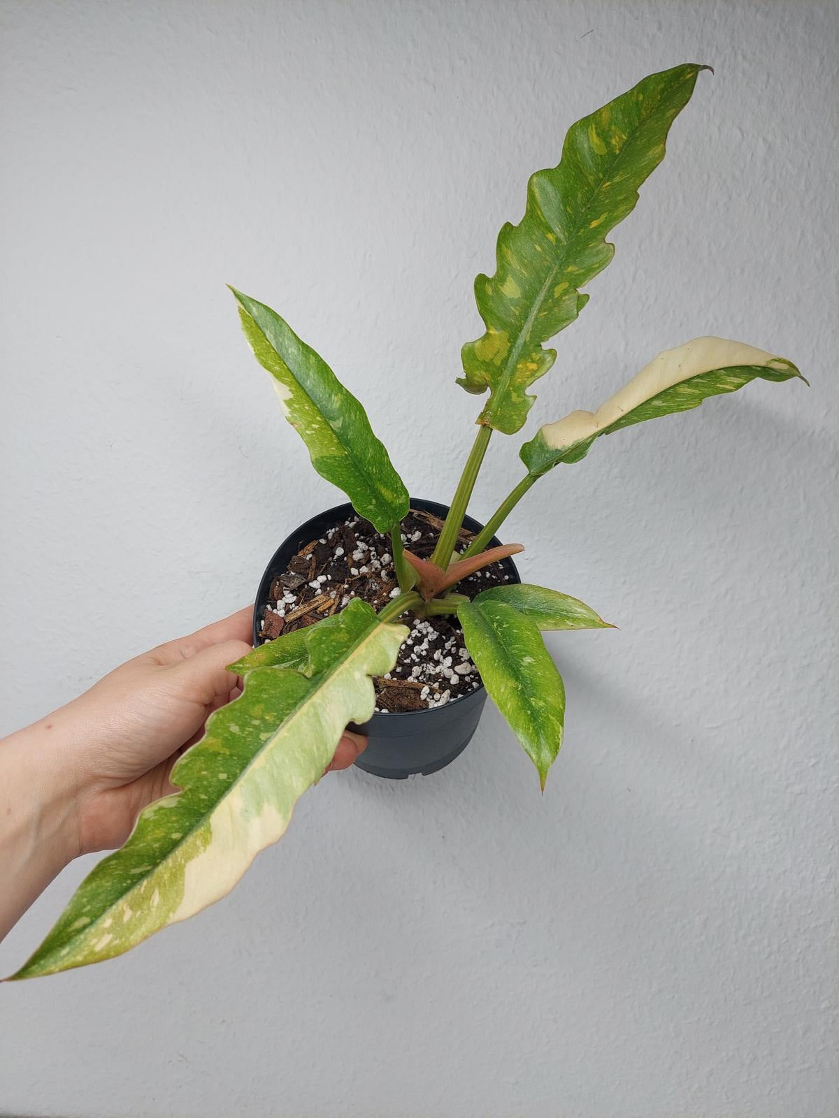 Philodendron Ring of Fire