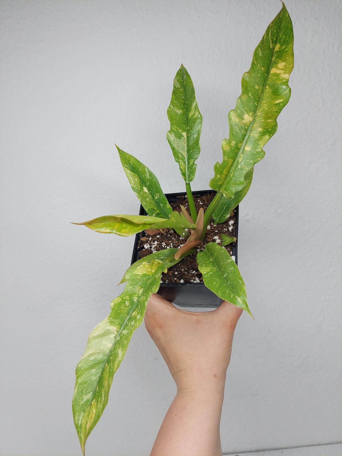 Philodendron Ring of Fire