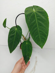 Anthurium Queremalense