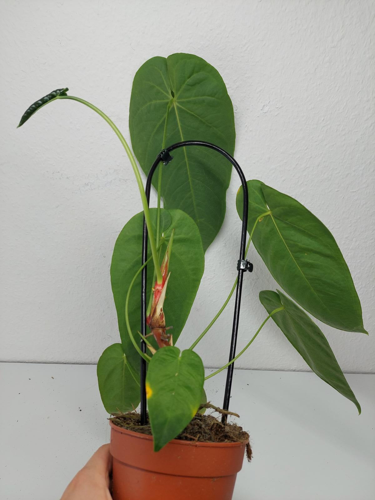 Anthurium Queremalense