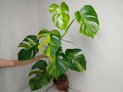 Monstera Aurea Variegata
