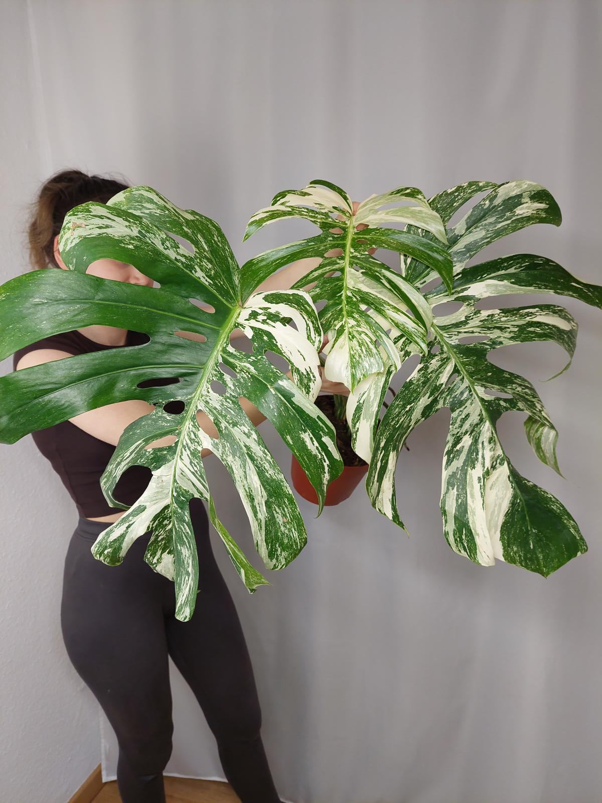 Monstera Variegata Adult