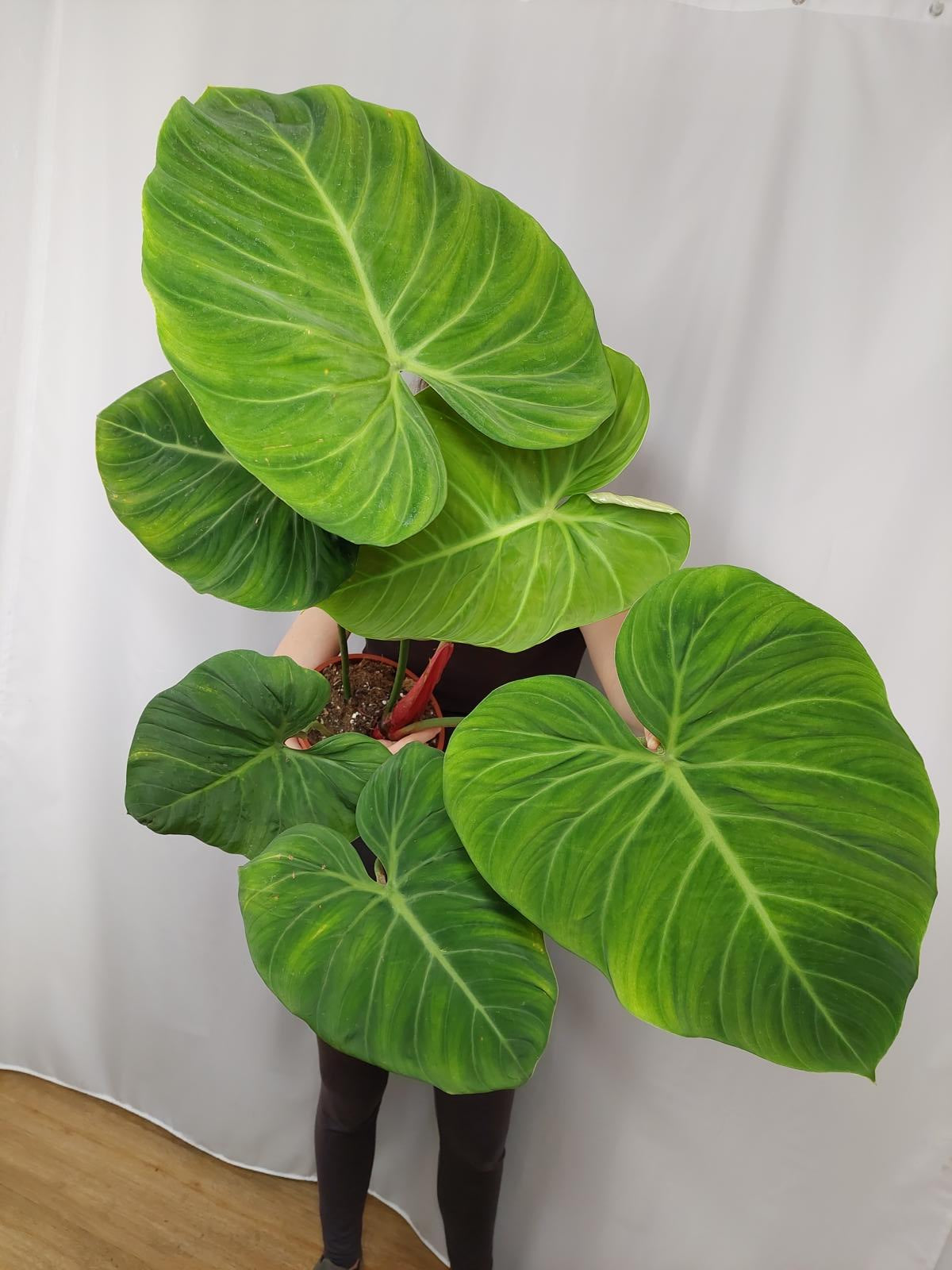 Philodendron El Choco Red groß