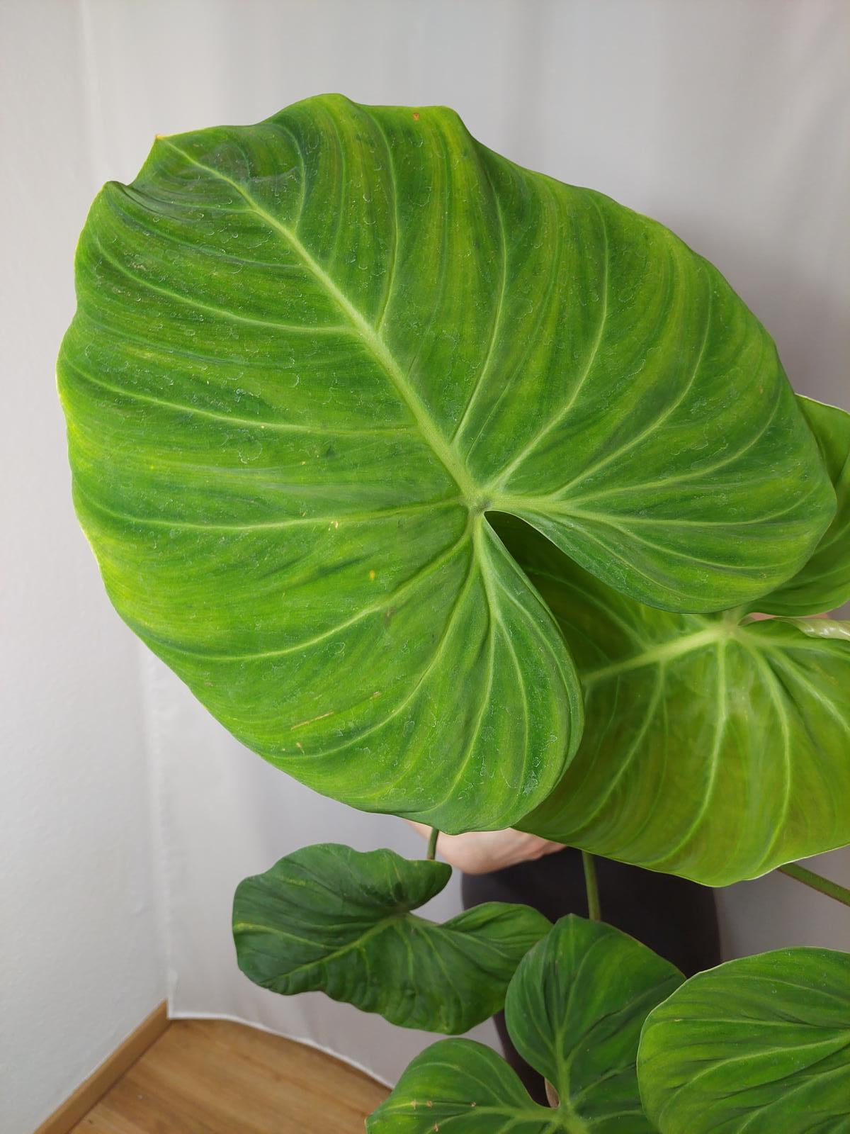 Philodendron El Choco Red groß