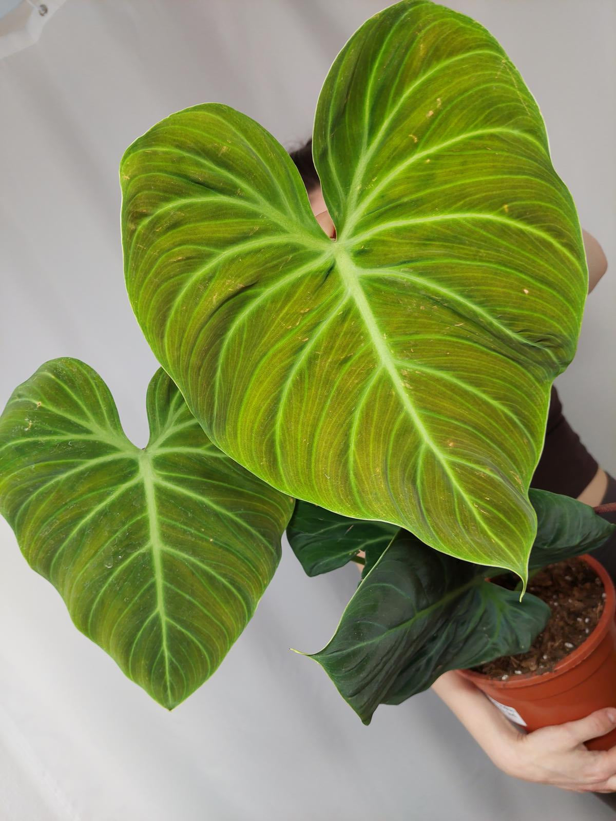 Philodendron El Choco Red groß