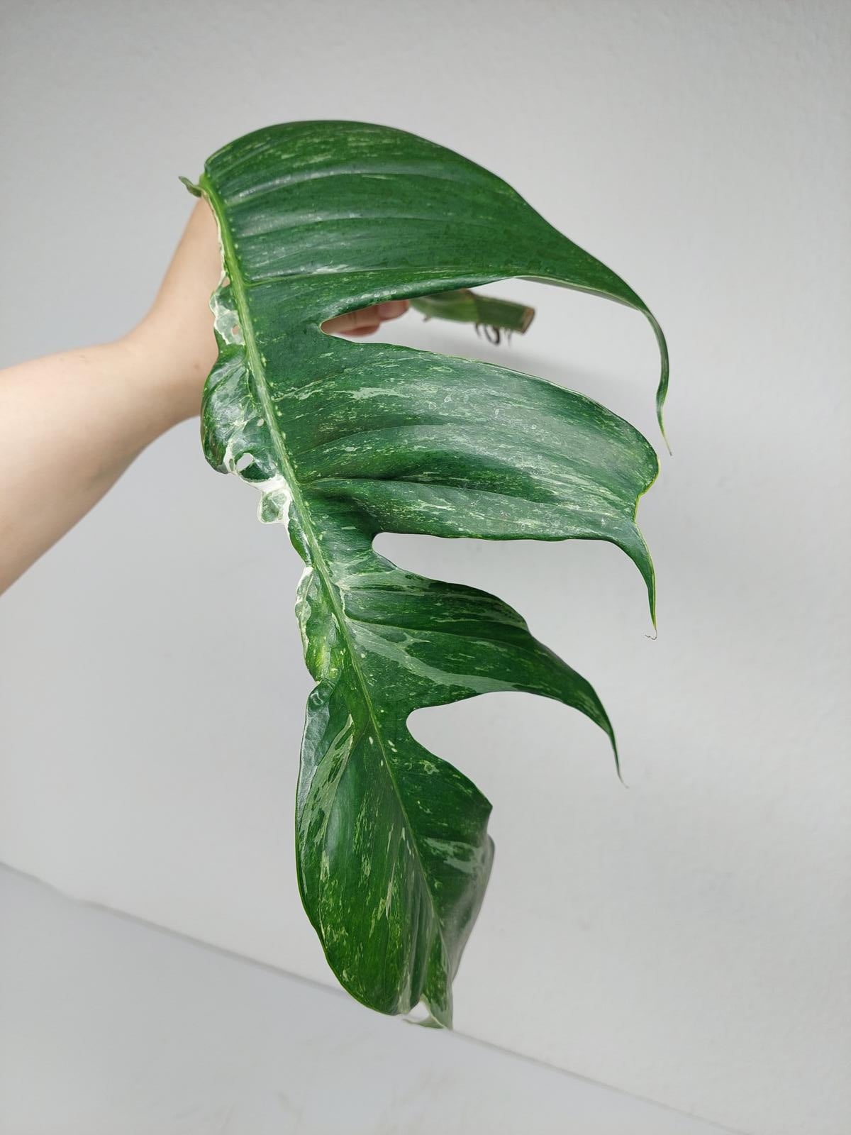 Epipremnum Pinnatum Variegata Steckling Adult