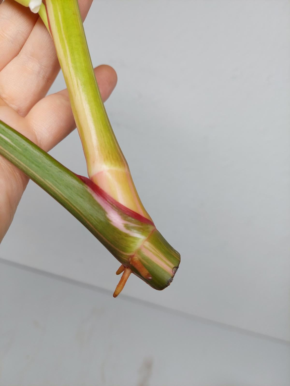 Philodendron White Princess Aurea Tricolor Steckling