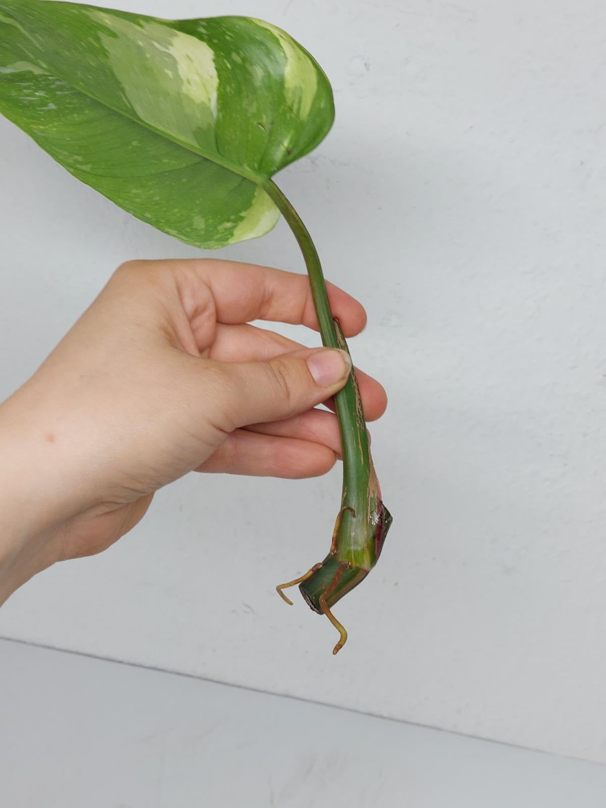 Philodendron White Princess Aurea Tricolor Steckling