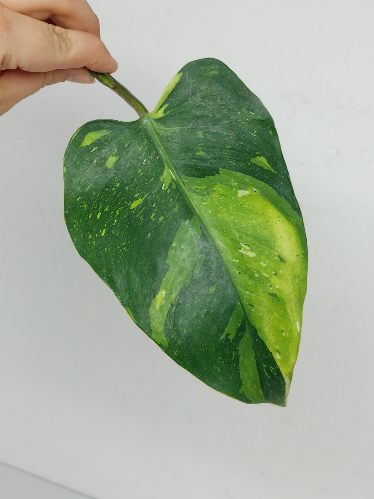 Philodendron White Princess Aurea Tricolor Steckling
