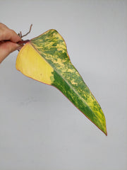 Philodendron Strawberry Shake Steckling