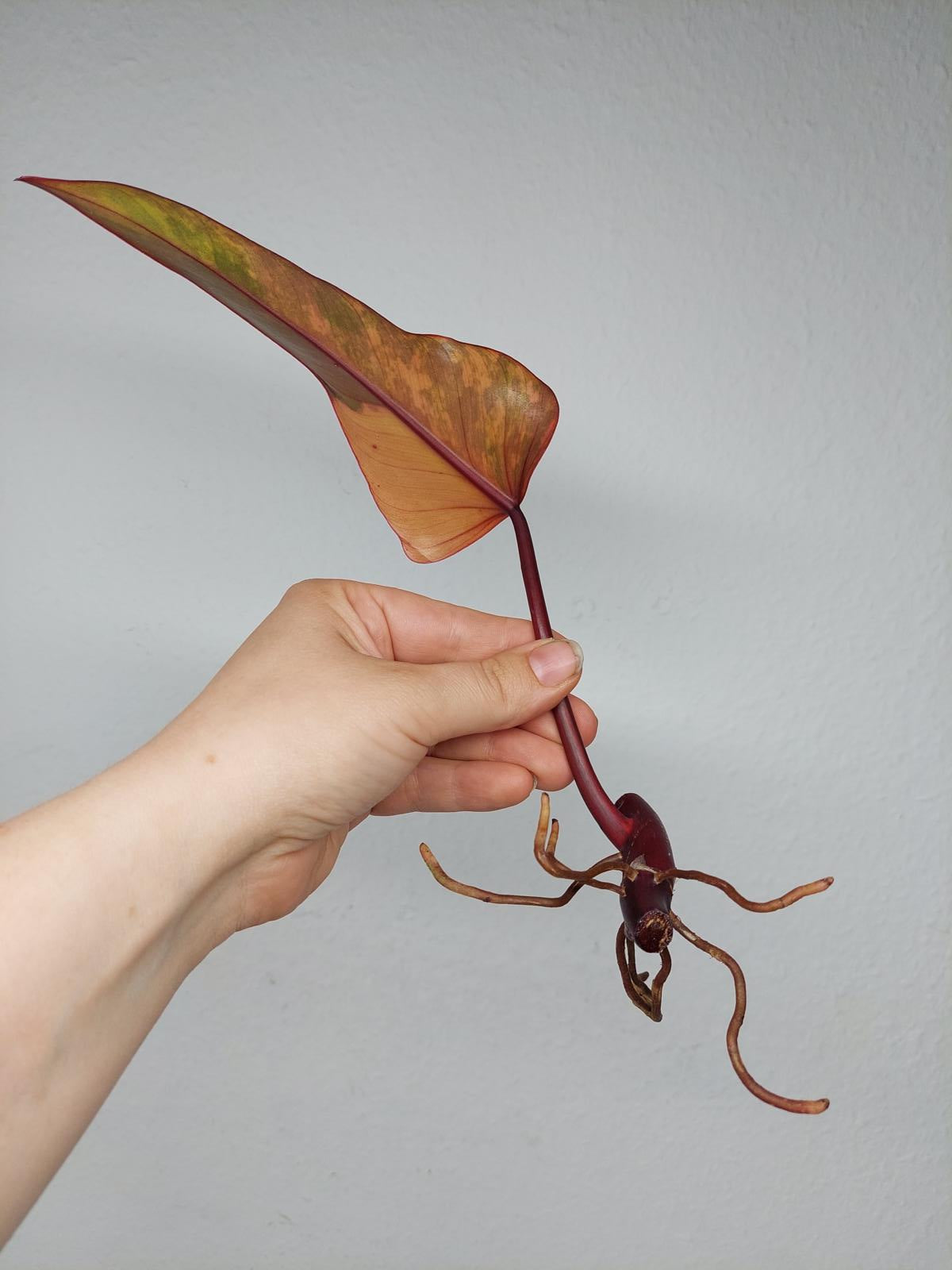 Philodendron Strawberry Shake Steckling