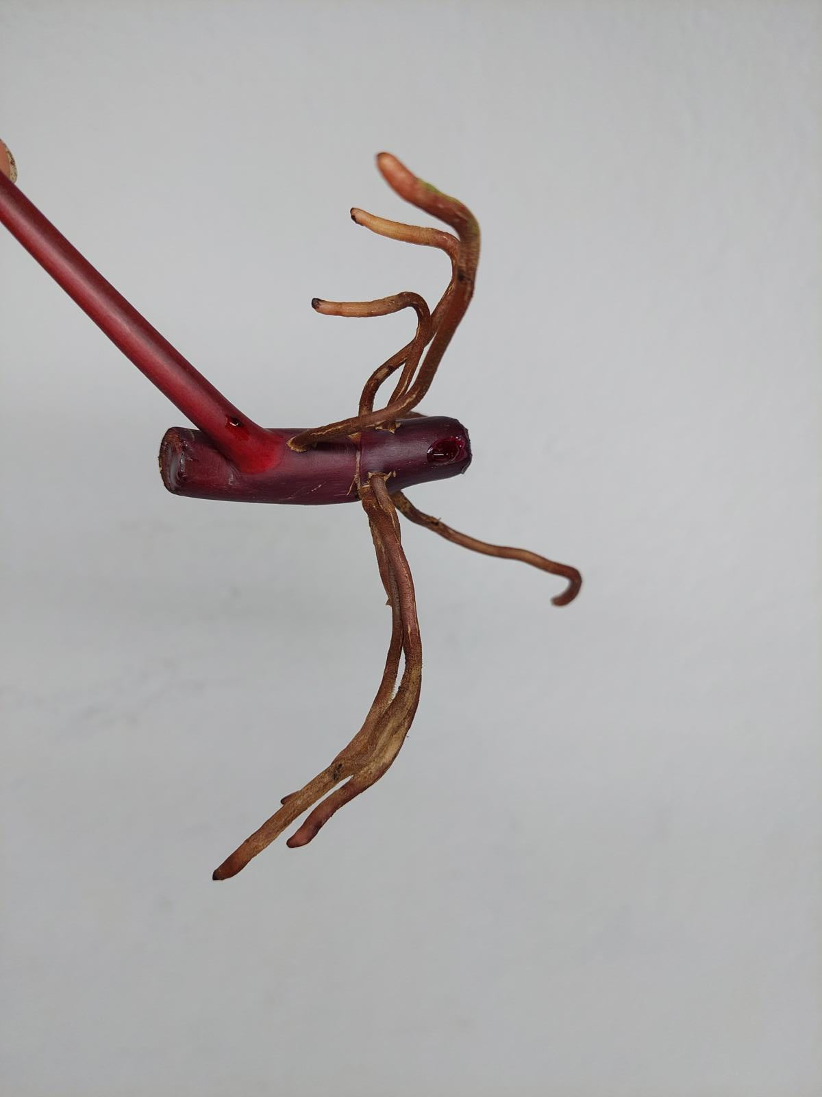 Philodendron Strawberry Shake Steckling