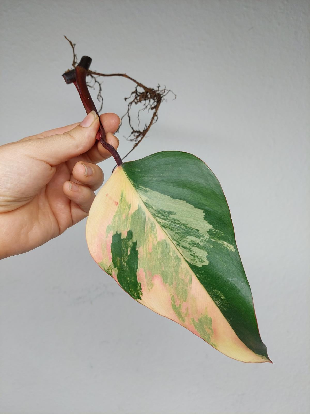 Philodendron Strawberry Shake Steckling