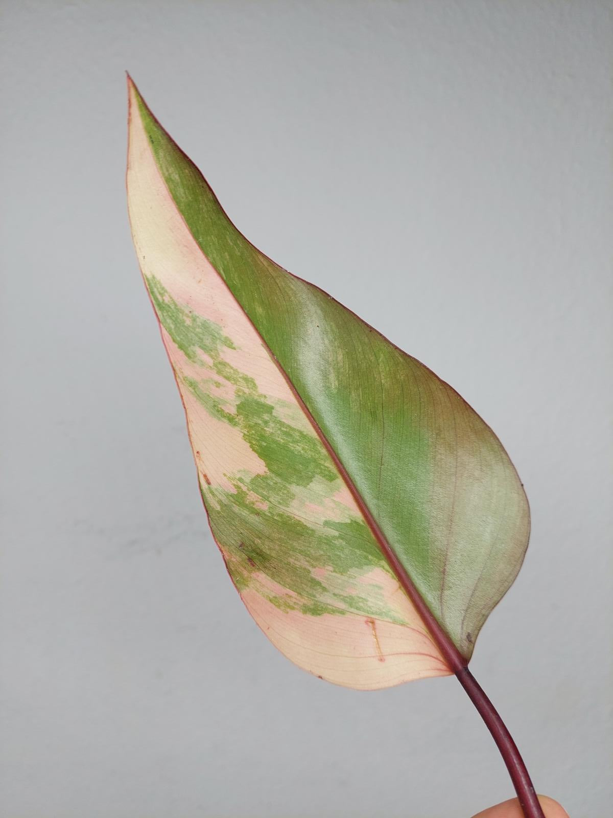 Philodendron Strawberry Shake Steckling