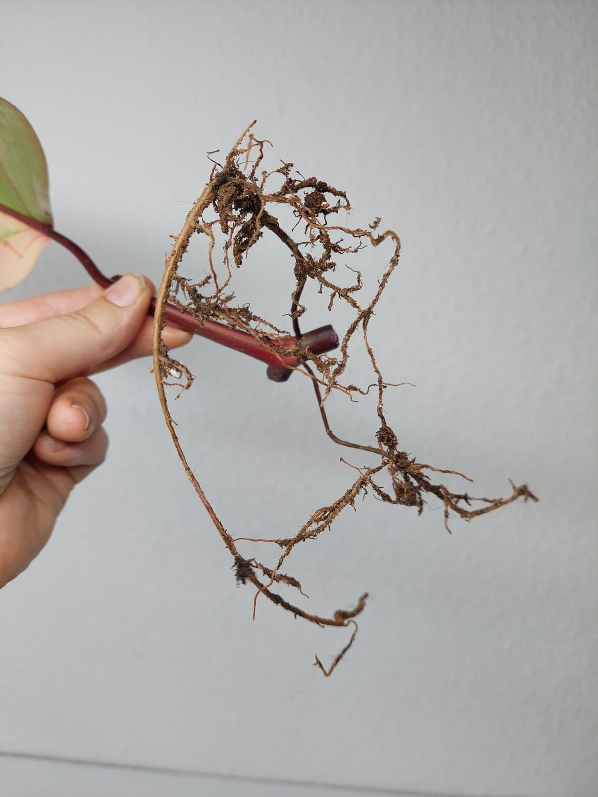 Philodendron Strawberry Shake Steckling