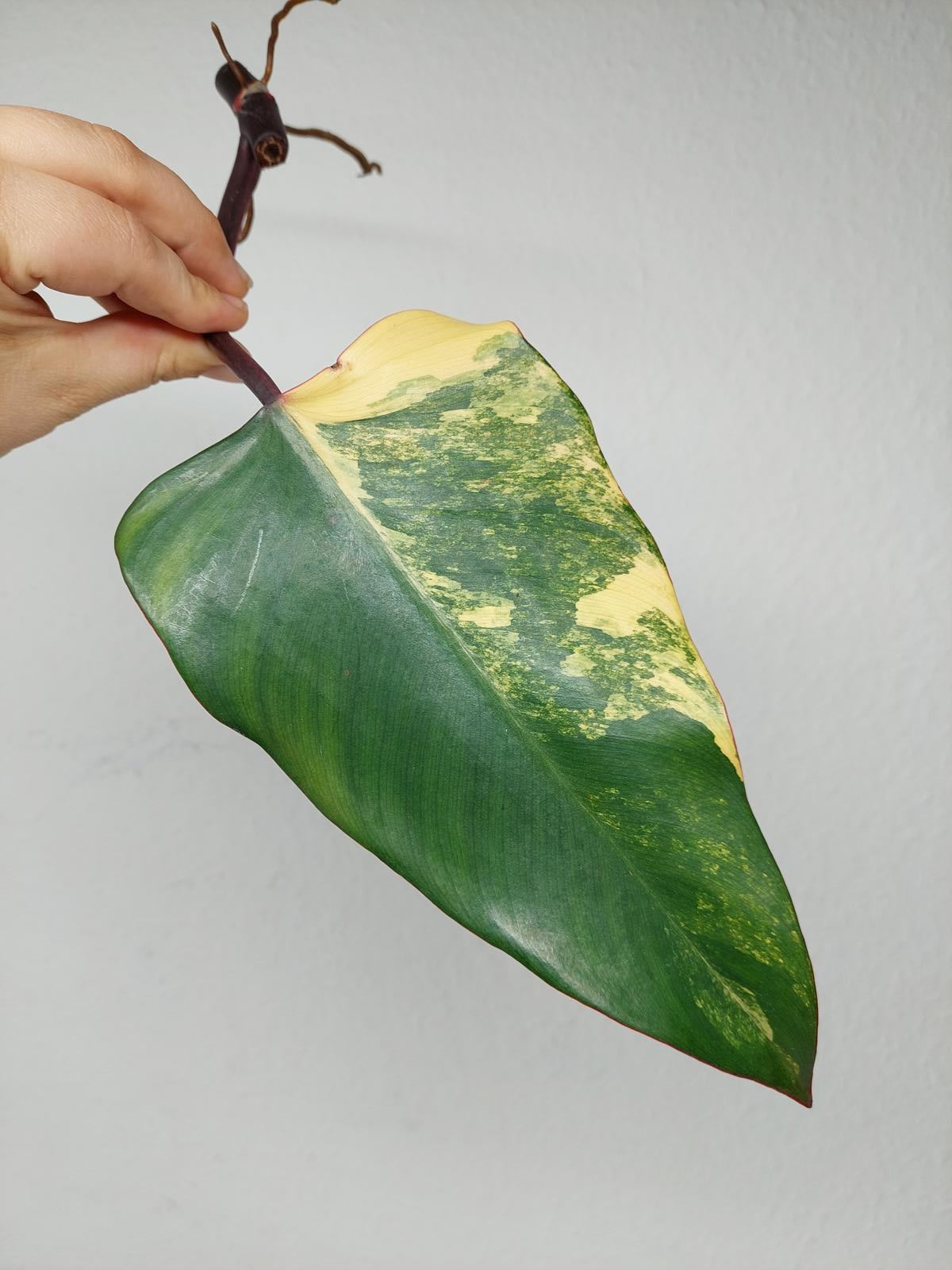 Philodendron Strawberry Shake Steckling