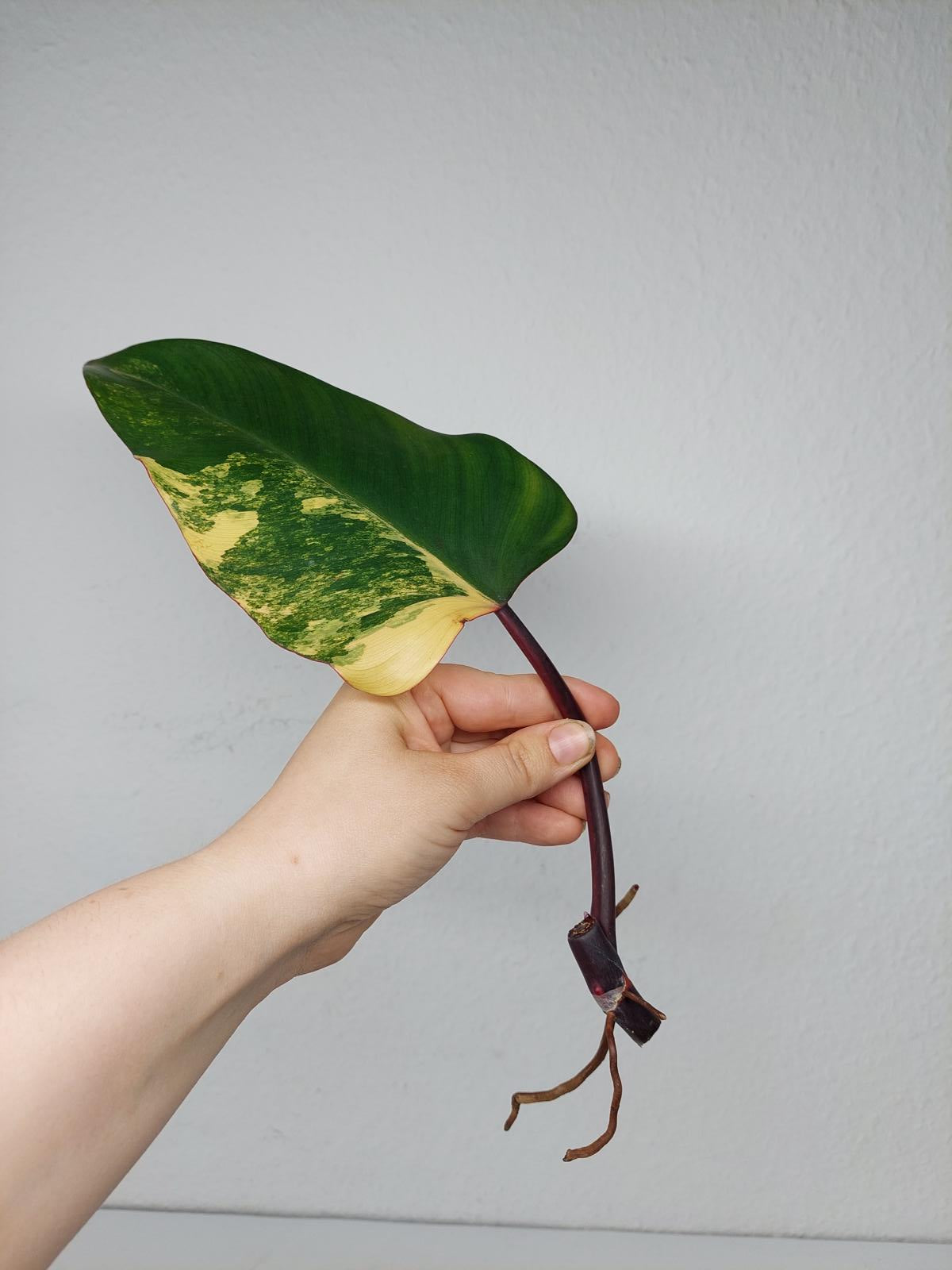 Philodendron Strawberry Shake Steckling